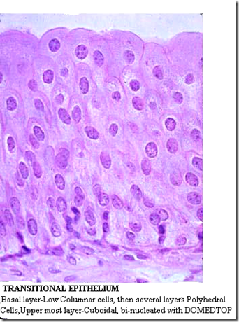 Anatomy & Histology of the Urinary Tract - Medatrio